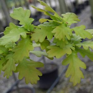 Quercus robur 8-10 S